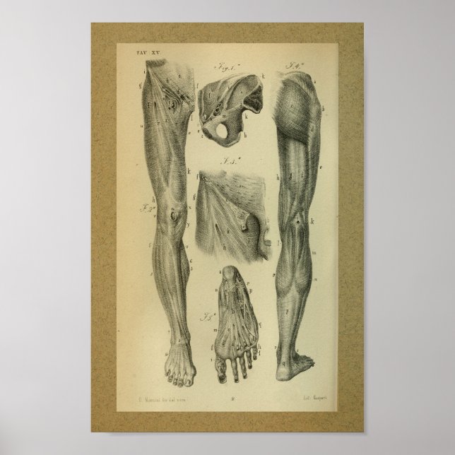 1850 Músculos de la pierna de impresión de anatomí (Frente)