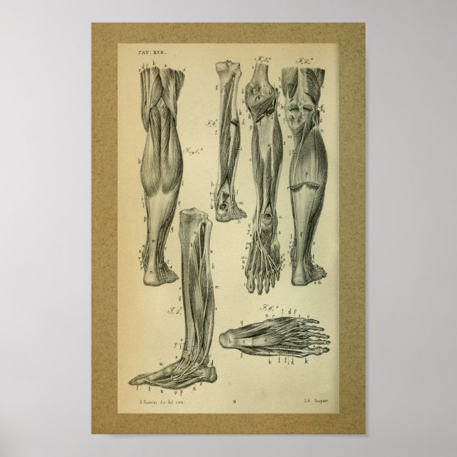 1850 Músculos de la pierna de impresión de anatomí (Frente)