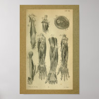 1850 Músculos del brazo de impresión de anatomía v