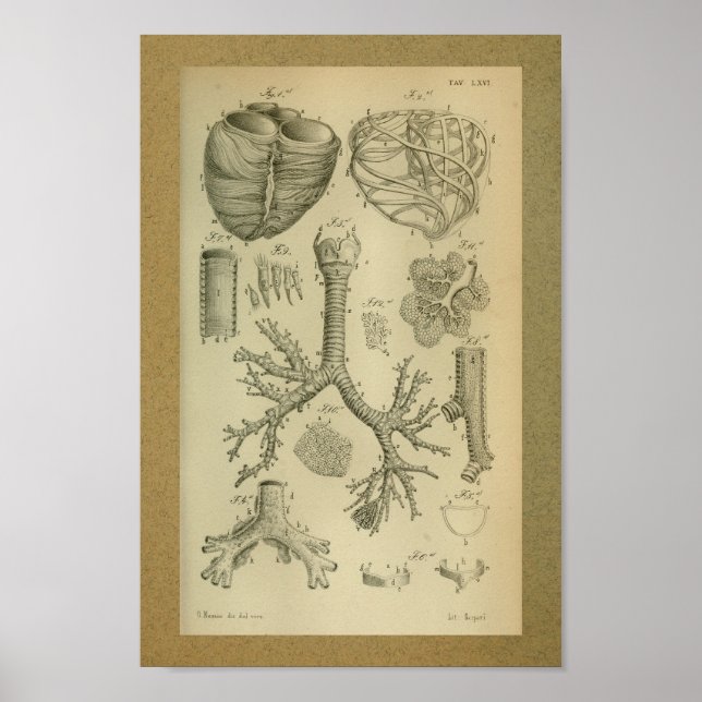 1850 Trachea cardíaca de impresión de anatomía ven (Frente)