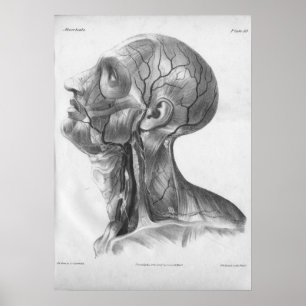 1854 Impresión de Anatomía de Cabeza y Cuello Vint