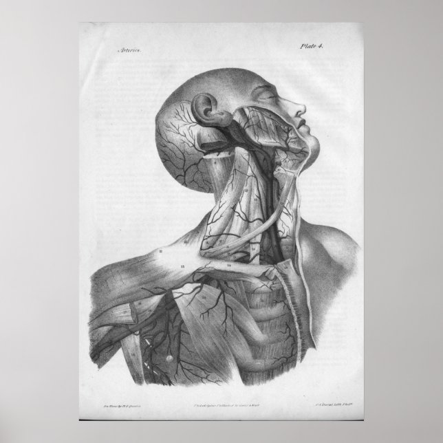 1854 Impresión de anatomía de la cabeza y el cuell (Frente)
