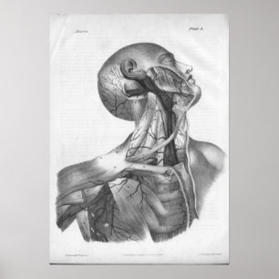 1854 Impresión de anatomía de la cabeza y el cuell