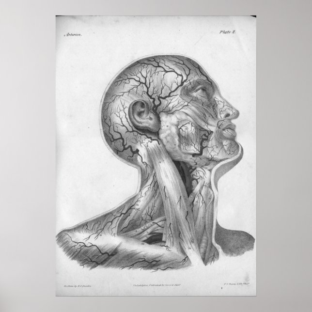 1854 Impresión de anatomía de la cabeza y el cuell (Frente)