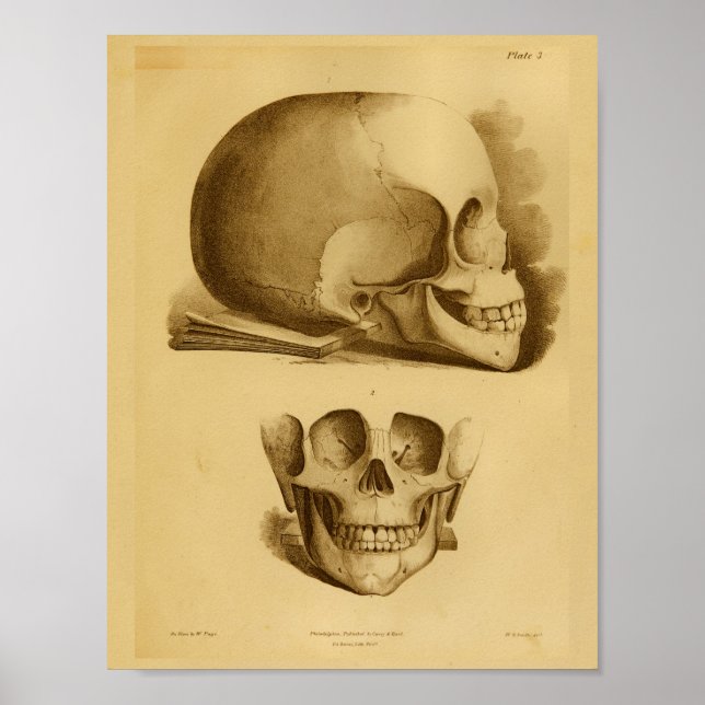 1854 Impresión de anatomía de mandíbula de cráneo  (Frente)