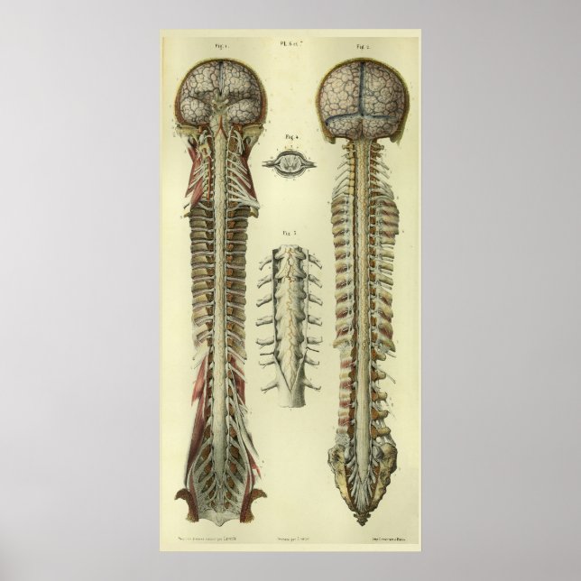 1866 Impresión de anatomía de los nervios de la mé (Frente)