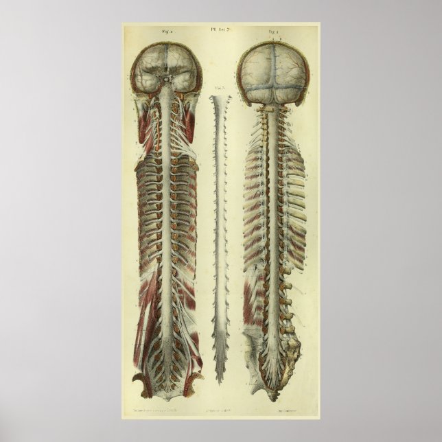 1866 Impresión de anatomía de los nervios de la mé (Frente)