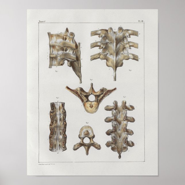 1867 Impresión de la anatomía de la columna toráci (Frente)