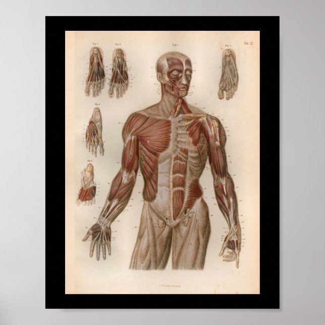 1879 Músculos de impresión de anatomía de gancho v (Frente)