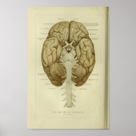 1886 Impresión de anatomía de cerebro humano vinta
