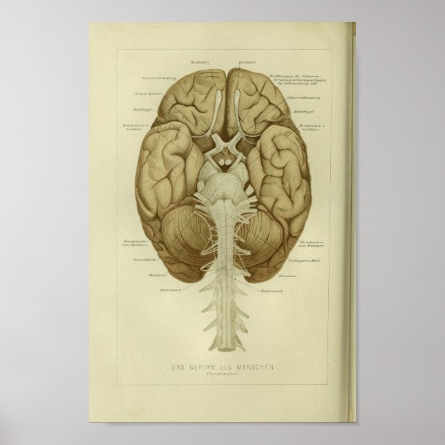 1886 Impresión de anatomía de cerebro humano vinta (Frente)