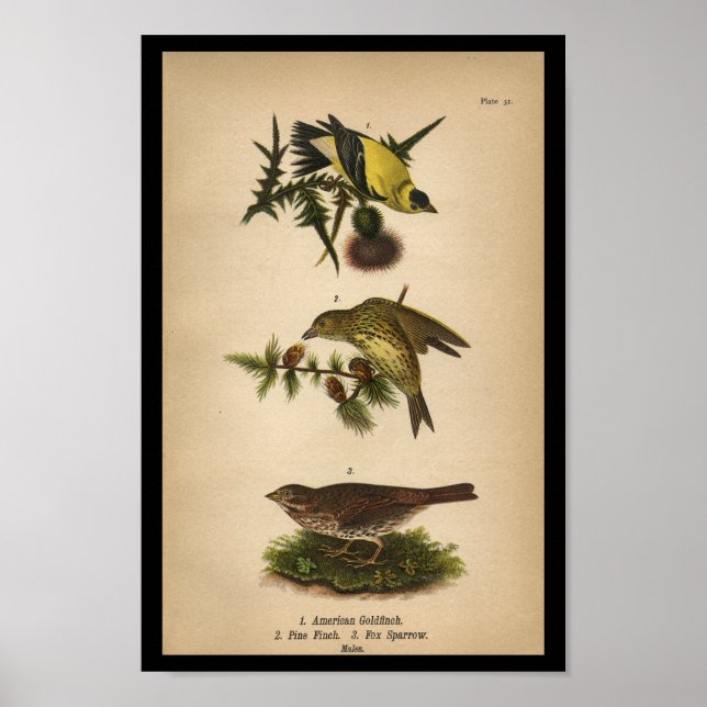 1890 Impresión de aves Goldfinch Americana (Frente)