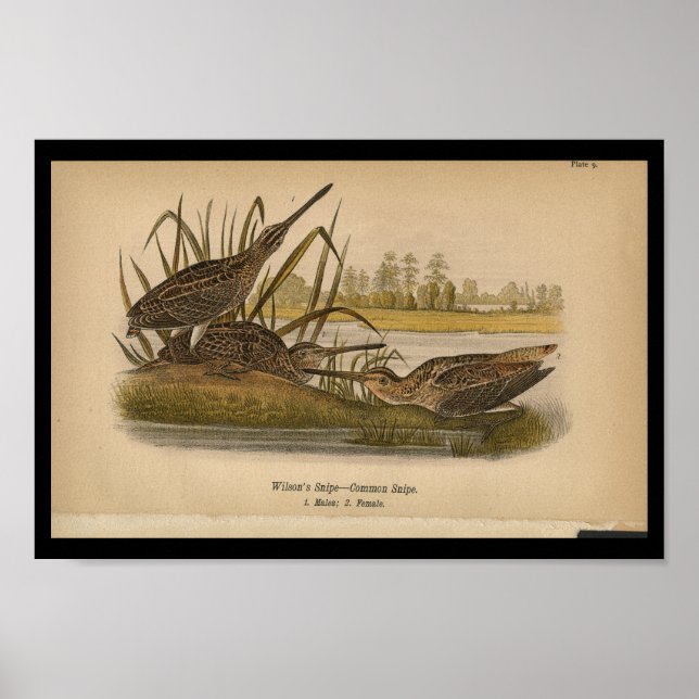 1890 Impresión de aves Wilsons Snipe (Frente)