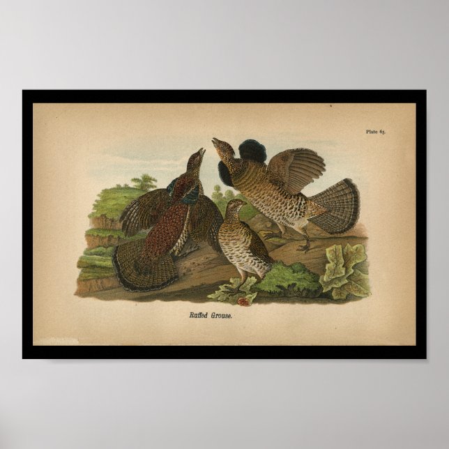 1890 Impresión de las aves (Frente)
