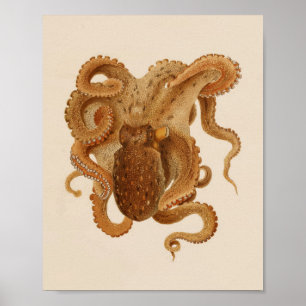 1896 Impresión de pulpo en color vintage