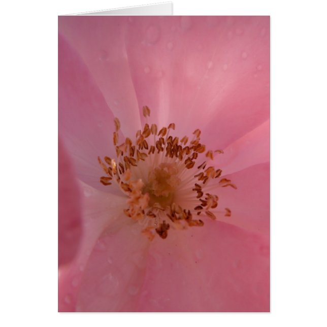 1 color de rosa rosado (Frente)