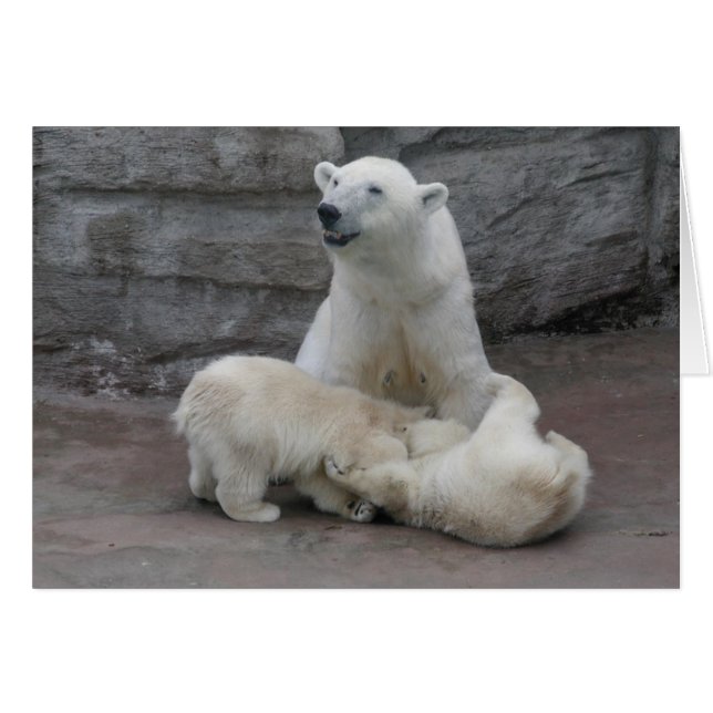1) Osos cachorros polares (Anverso (Horizontal))