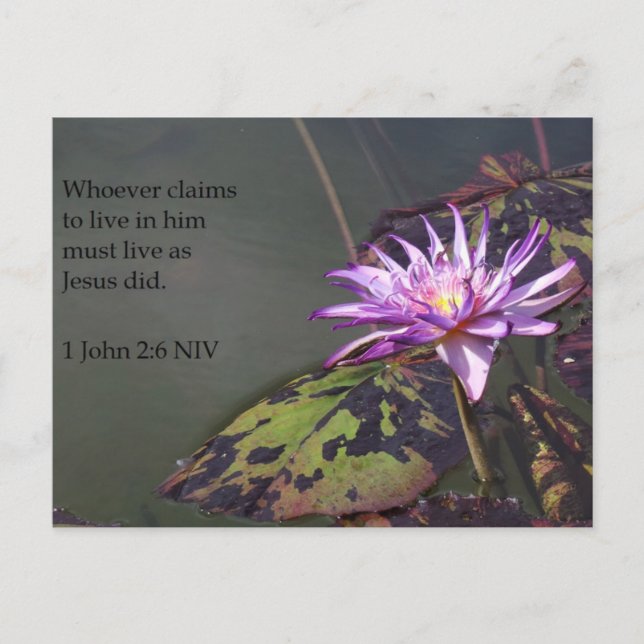 1 Tarjeta de correo John 2:6 Purple Pond Lily Scri (Anverso)