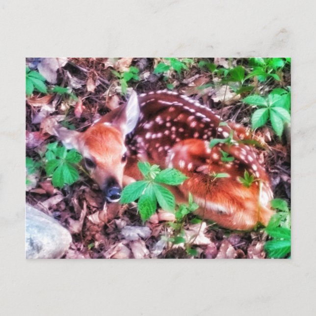 1 TARJETA POSTAL DE LA CARA (Anverso)