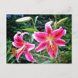 1 TARJETA POSTAL DE STARGAZER LILLIES