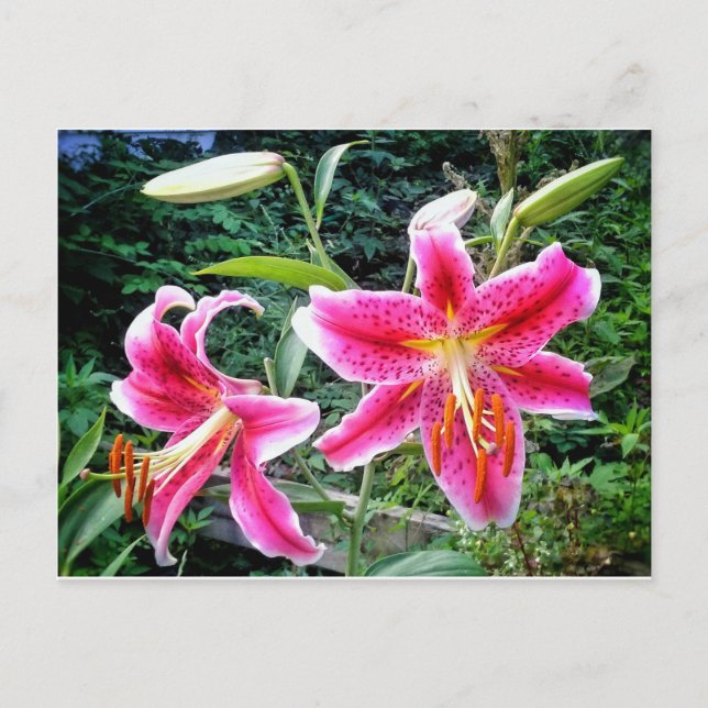 1 TARJETA POSTAL DE STARGAZER LILLIES (Anverso)
