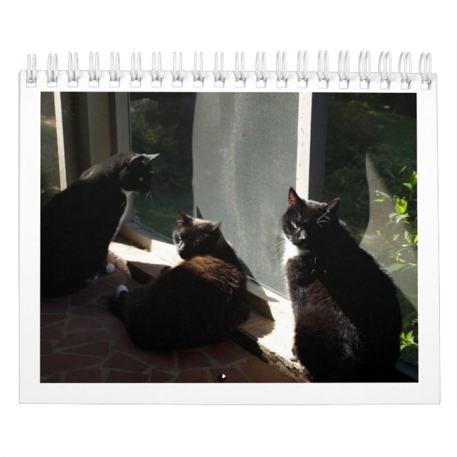 2013 calendario - cinco multa Felines (Tapa)