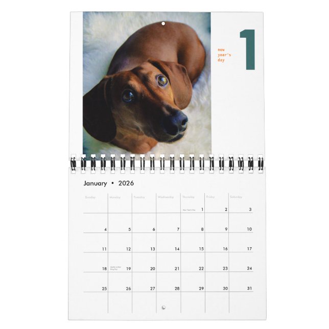 2013 calendario del Dachshund - chumley minúsculo (Jan 2026)
