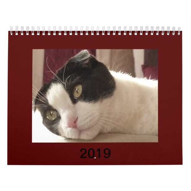 2019 calendario del gato - doblez del escocés (Tapa)