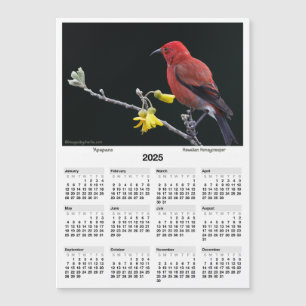 2025 5x7" Calendario Apapane Hawaiian Honeycreeper