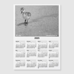 2025 5x7" Magnate de calendario Chick hawaiano Sti