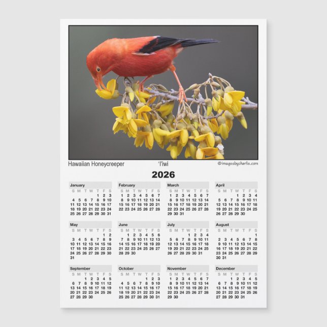 2026 5x7 Magnet Calendar Iiwi Hawaiian Bird (Anverso)