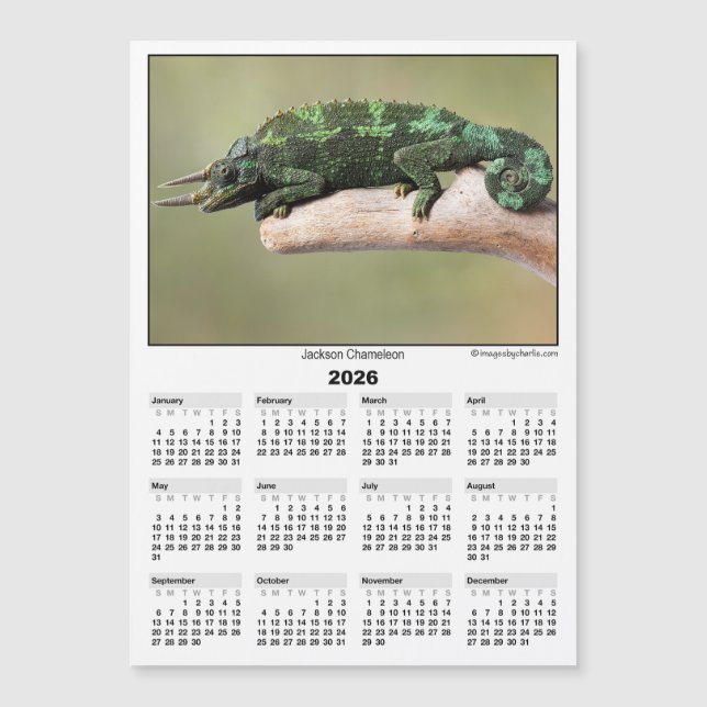 2026 5x7 Magnet Calendar Jackson Chameleon (Anverso)