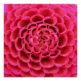 20"x20", papel Poster (semibrillante) Flor rosa ca