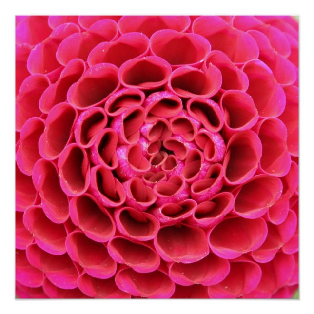 20"x20", papel Poster (semibrillante) Flor rosa ca (Anverso)