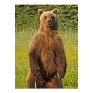 20" x 26,67" Poster brillante de oso pardo