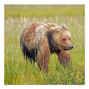 20x20 Poster brillante de oso pardo