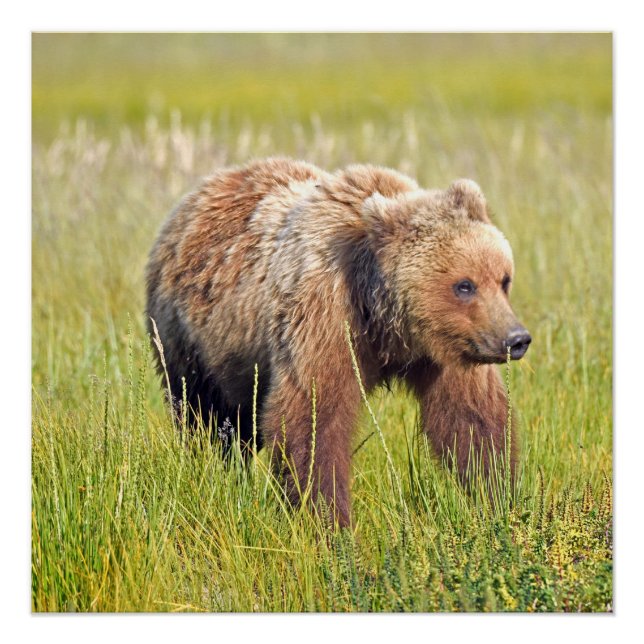 20x20 Poster brillante de oso pardo (Anverso)