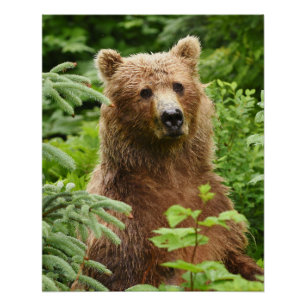 20x25 Poster (acabado brillante) de oso pardo