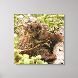 24x24 Lienzo envuelto (brillante) con porcupina
