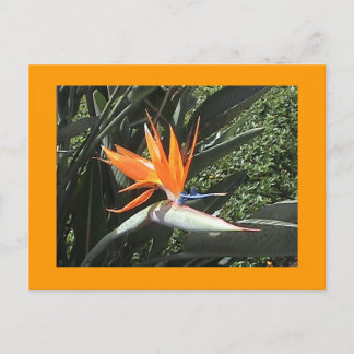 2.ª tarjeta postal