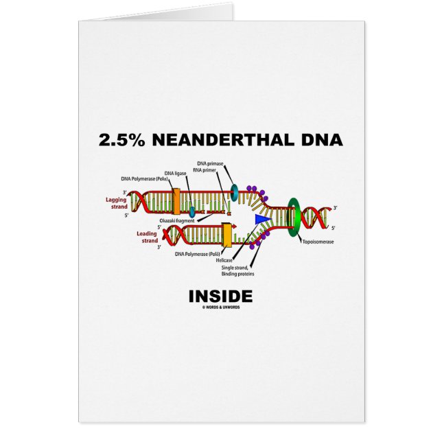 2,5% Interior de la DNA del Neanderthal (réplica (Frente)