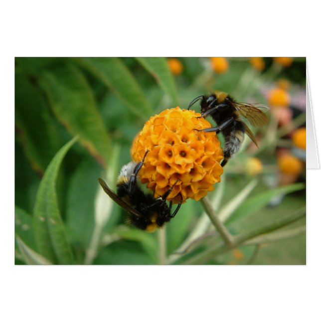 2 abejas o no 2 abejas (Anverso (Horizontal))