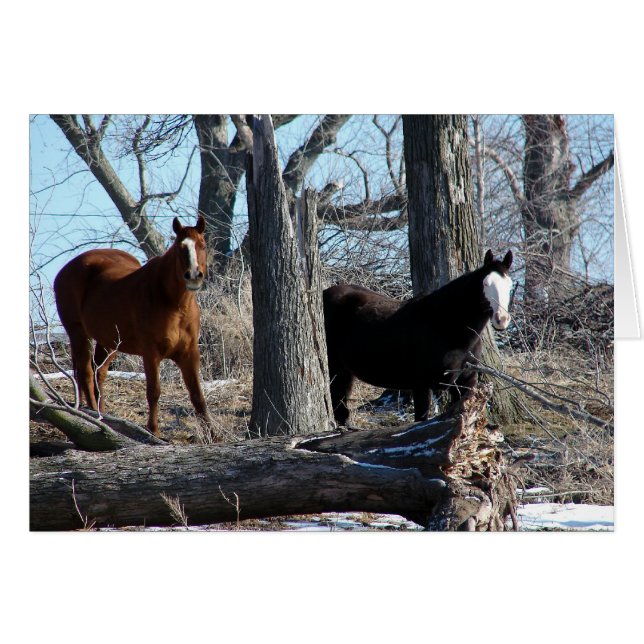 2 caballos (Anverso (Horizontal))