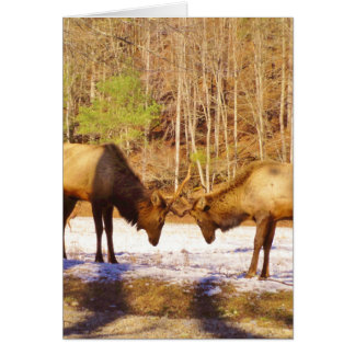 2~ dos toros en la nieve