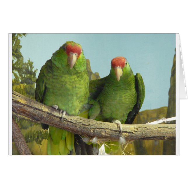 2 loros verdes (Anverso (Horizontal))