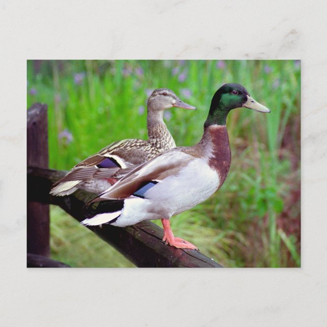 2 Mallards en una postal (Anverso)