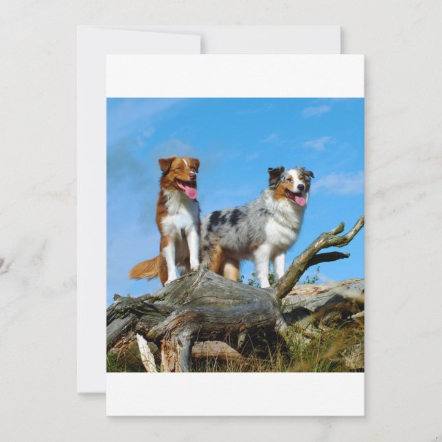 2 pastores australianos (Anverso)