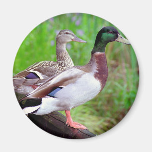2 patos silvestres en un imán de la cerca