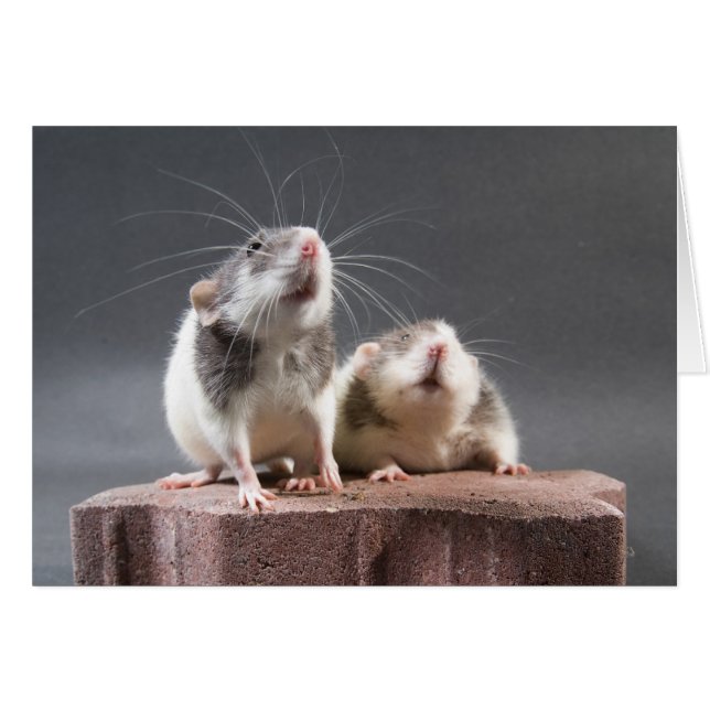2 ratas lindas (Anverso (Horizontal))