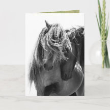 2 Tarjeta de felicitación Sable Island Stallions p